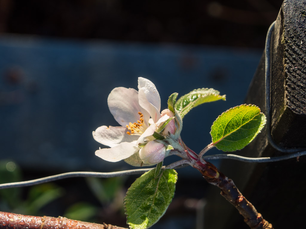 epleblomst-november-3