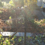 epleblomst-november-4