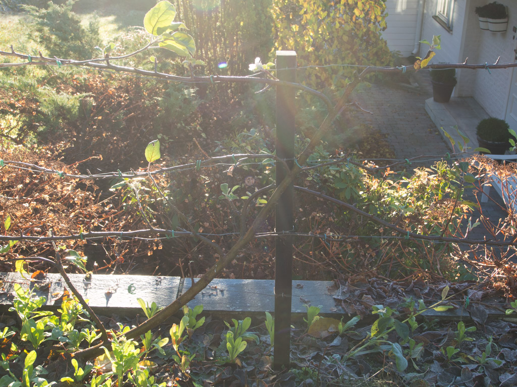 epleblomst-november-4