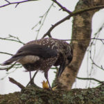 fotofikle-ferdig