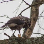 fotofikle-lysne