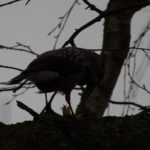 fotofikle-nottekroke–2