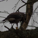 fotofikle-nottekroke–3