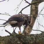 fotofikle-nottekroke–5