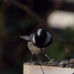 fuglefryd-svartmeis-2