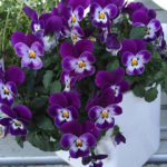 leserbilder-november-10