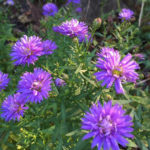 leserbilder-november