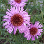 leserbilder-november-2