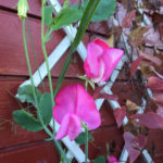 leserbilder-november-3