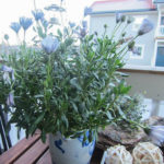 leserbilder-november-5