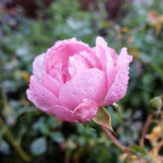 leserbilder-november-6