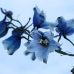 leserbilder-november-7