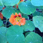 leserbilder-november-9