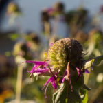 november-hage-blomster-10