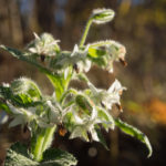 november-hage-blomster-11