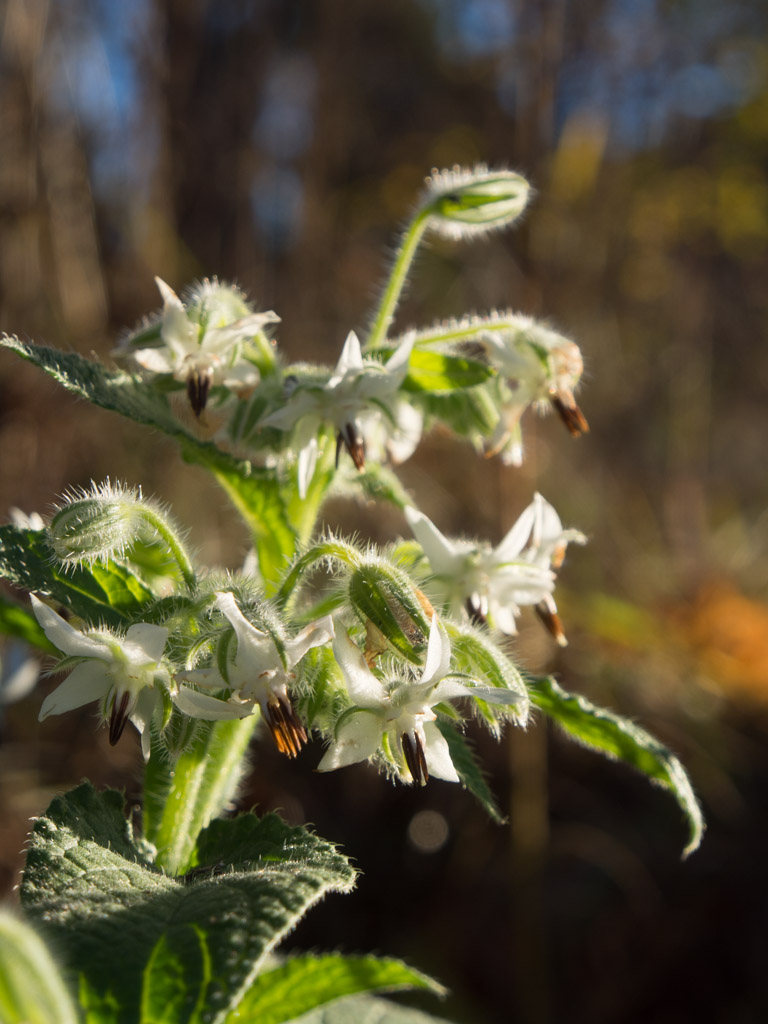 november-hage-blomster-11