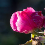 november-hage-blomster