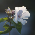 november-hage-blomster-2