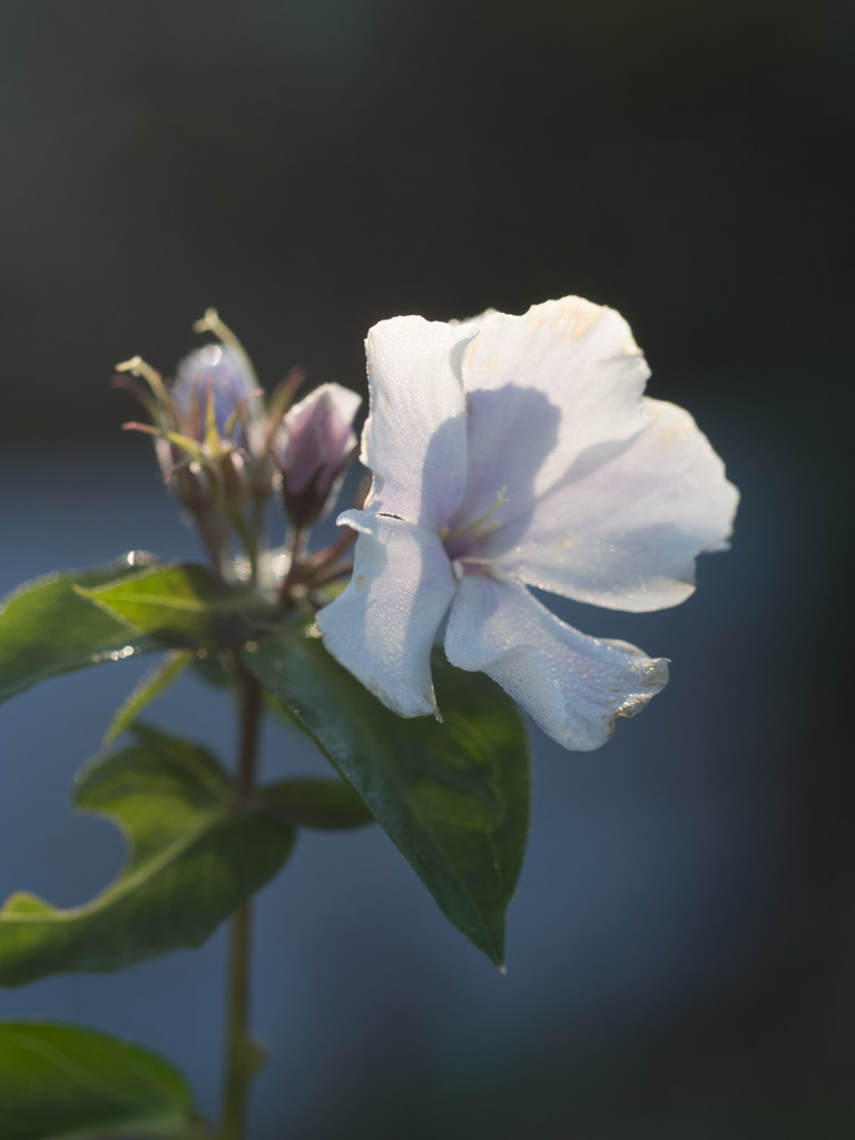 november-hage-blomster-2