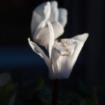 november-hage-blomster-3