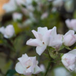november-hage-blomster-4