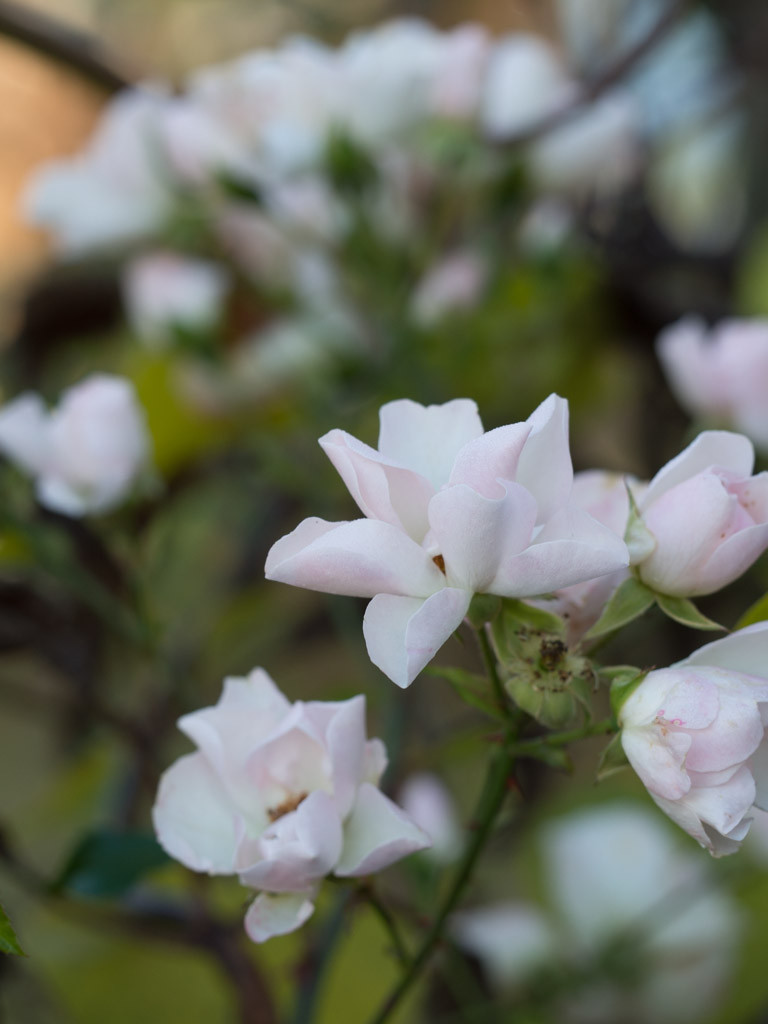 november-hage-blomster-4