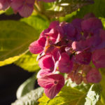 november-hage-blomster-5