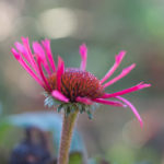 november-hage-blomster-6