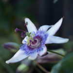 november-hage-blomster-7