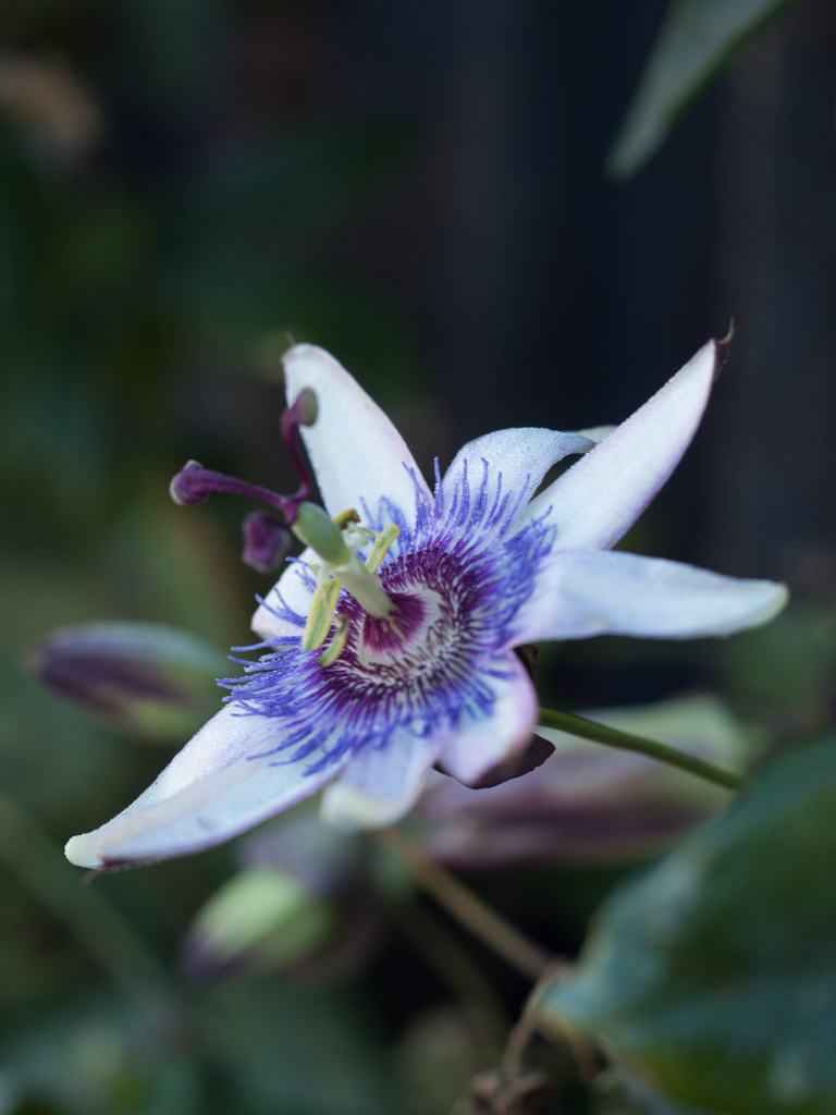 november-hage-blomster-7