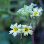 november-hage-blomster-8