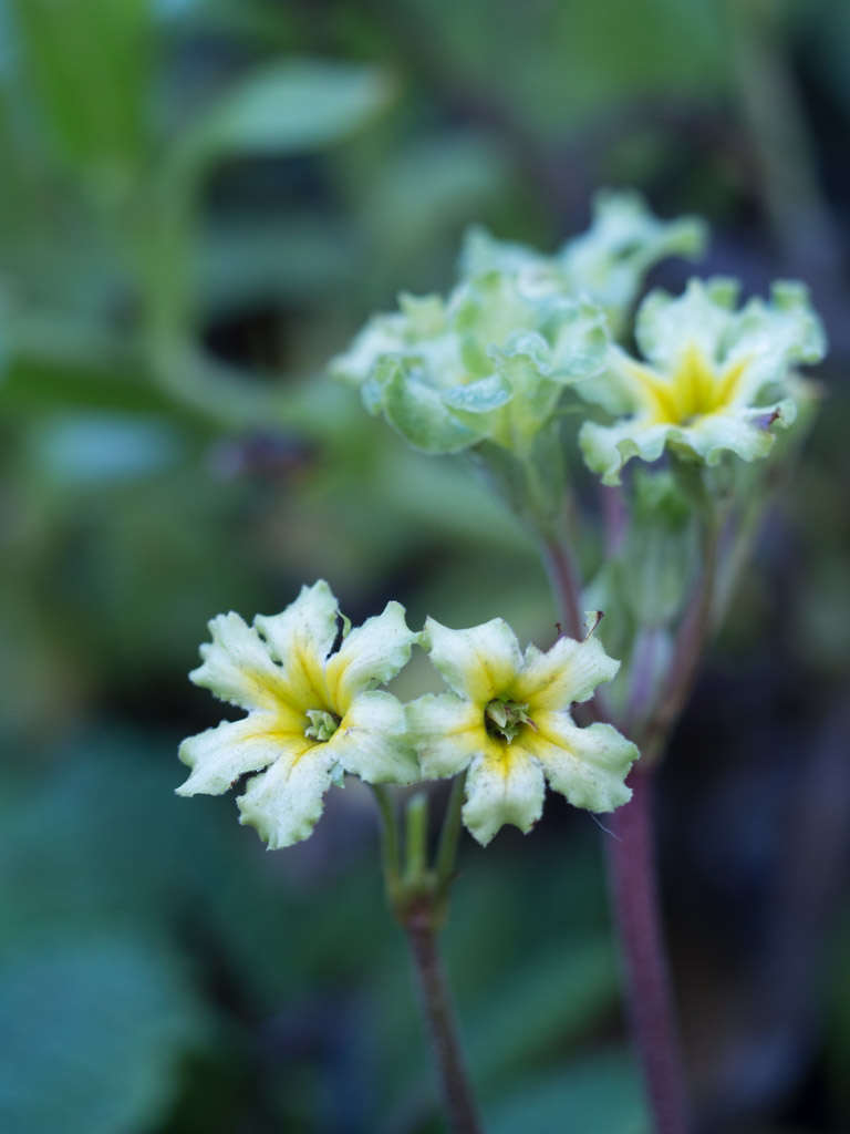 november-hage-blomster-8