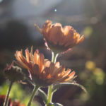 november-hage-blomster-9