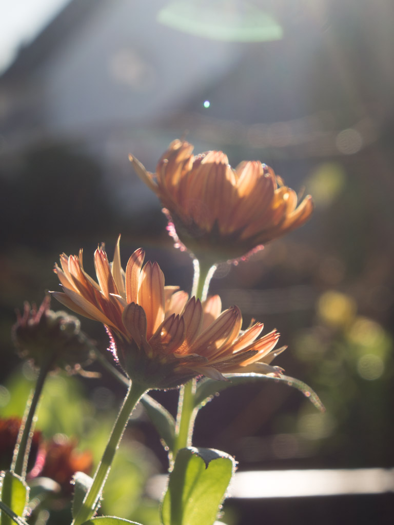 november-hage-blomster-9