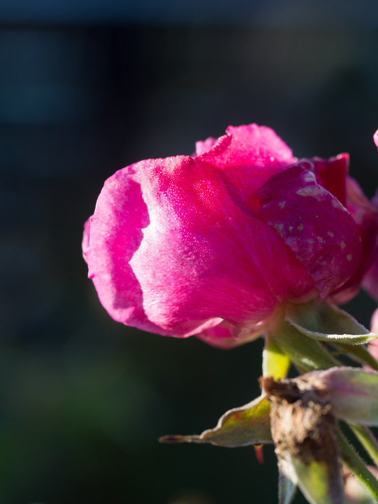 november-hage-blomster
