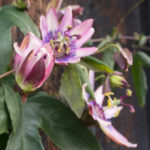pasjonsblomst-2