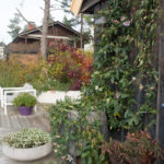 pasjonsblomst-3