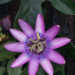 pasjonsblomst-4