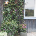 pasjonsblomst-5