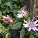 pasjonsblomst