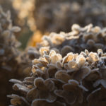 rimfrost-hagen