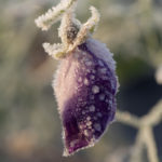 rimfrost-hagen-2