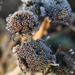 rimfrost-hagen-3