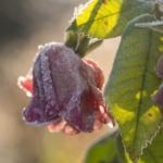 rimfrost-hagen-4