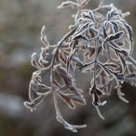 rimfrost-hagen-5