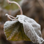 rimfrost-hagen-6