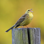 shutterstock-gulspurv