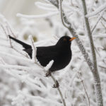 svarttrost-vinter-2