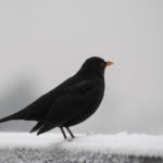 svarttrost-vinter-3
