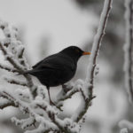 svarttrost-vinter-4